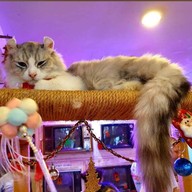 บรรยากาศ Caturday cat cafe