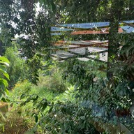 Maprang Tree Cafe’