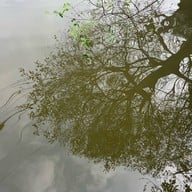 หนอคอฟฟี่