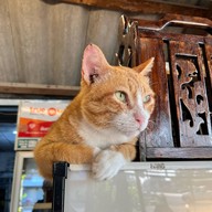 ภูผากาแฟสด