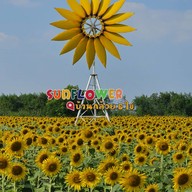 บ้านกล้วยและไข่