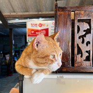 ภูผากาแฟสด