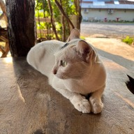 ภูผากาแฟสด