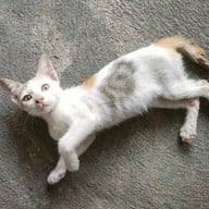 ๒๔ โภชนา(อาหารตามสูตร)