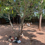 บ้านฝรั่งเขาใหญ่