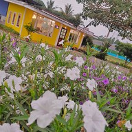 แมวป่ากาแฟสด