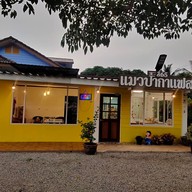 แมวป่ากาแฟสด