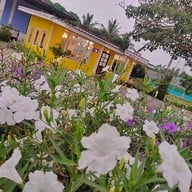 แมวป่ากาแฟสด