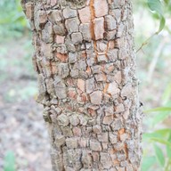 แพะเมืองผี