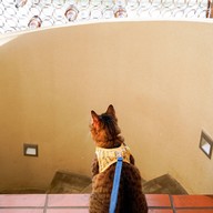 เออร์ลี่ ราม110