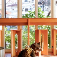 เออร์ลี่ ราม110