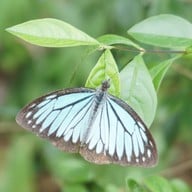 แพะเมืองผี