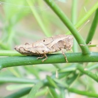 แพะเมืองผี