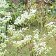 พระตำหนักเขาค้อ