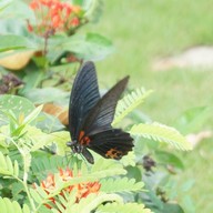 แพะเมืองผี