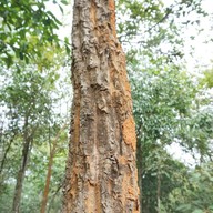 แพะเมืองผี