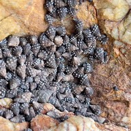 หินทะลุ อ่าวเขาควาย