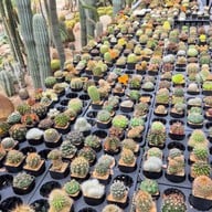 Botanist activity space & cafe