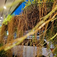 คุณหมอคูซีน