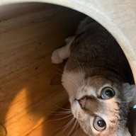 Nip Cafe  พหลโยธิน 2/1