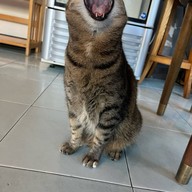 Nip Cafe  พหลโยธิน 2/1