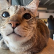 Nip Cafe  พหลโยธิน 2/1