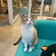APH Cafe - สุขุมวิท 21 (อโศก) สุขุมวิท 21