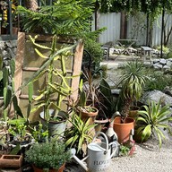THE CREEPER HOUSE
