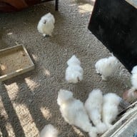 Gioia Ristorante North Hill City Resort