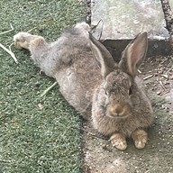 Gioia Ristorante North Hill City Resort