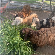 Gioia Ristorante North Hill City Resort