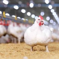 ใบ กะ🍃เพรา ข้าง cj ท่าเสา