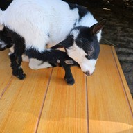 The Hidden Falls ในสวนลับ