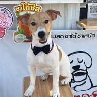 ชากู๊ด Coffee Dog