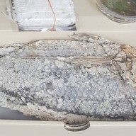 ตำยำแซ่บจี๊ดทะเลเผา ตำยำแซ่บจี๊ดทะเลเผา