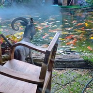 Carp cafe sriracha