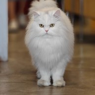 sunrise coffee (ซันไรส์ คอฟฟี่)