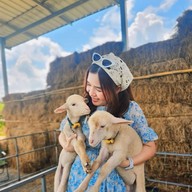 ฟาร์มแกะ Australia เชียงราย