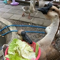 The Ozone Bangkrajao