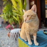 Chilli Bangsaray Cafe บางเสร่
