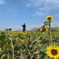 ทุ่งทานตะวัน ไร่มณีศร เขาใหญ่