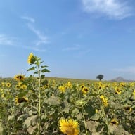 ทุ่งทานตะวัน ไร่มณีศร เขาใหญ่