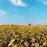 ทุ่งทานตะวัน ไร่มณีศร เขาใหญ่