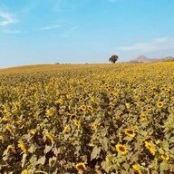 ทุ่งทานตะวัน ไร่มณีศร เขาใหญ่