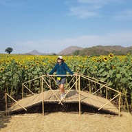 ทุ่งทานตะวัน ไร่มณีศร เขาใหญ่