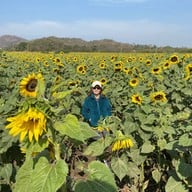ทุ่งทานตะวัน ไร่มณีศร เขาใหญ่