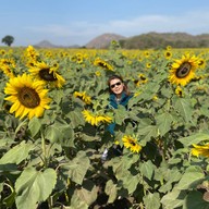 ทุ่งทานตะวัน ไร่มณีศร เขาใหญ่