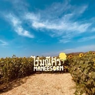 ทุ่งทานตะวัน ไร่มณีศร เขาใหญ่
