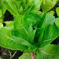 บ้านต้นข้าว