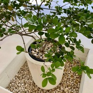 ROSIE.cbi Matcha Cafe .